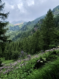 Wildflowers and Pines in Alpine Mountains in Italy by Visuals by Sam
