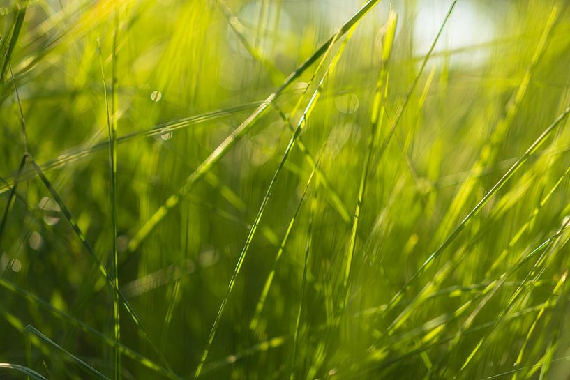 Grass in the sunlight - Dwingelderveld - Drenthe (Netherlands) by Marcel Kerdijk