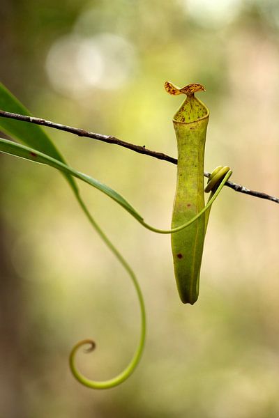 Vleesetende plant par Simon Hazenberg