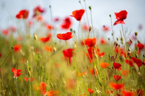 Field with poppies in the sun