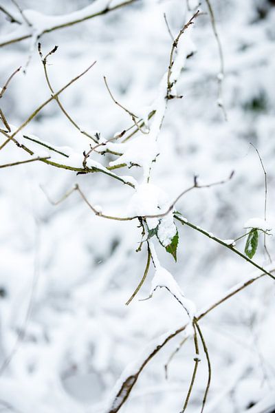 Forêt d'hiver dans un paysage blanc recouvert de neige | tirage photo d'art par Karijn | Fine art Natuur en Reis Fotografie