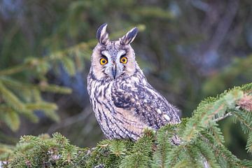 Hibou moyen-duc dans le vent sur Teresa Bauer