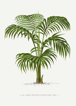 Palm family | Kentia (Hedyscepe) Canterburyana by Peter Balan