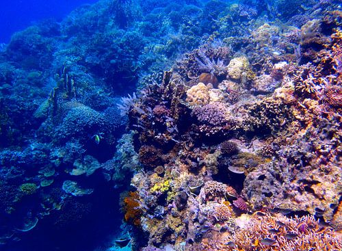 Koraalrif, Siquijor, Filipijnen