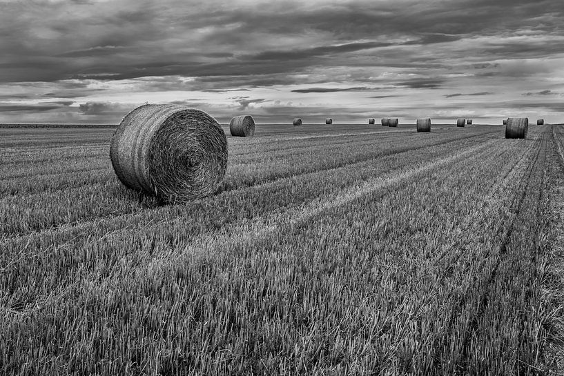 The day after the harvest by Vincent de Moor