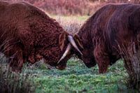 Fighting bulls 2