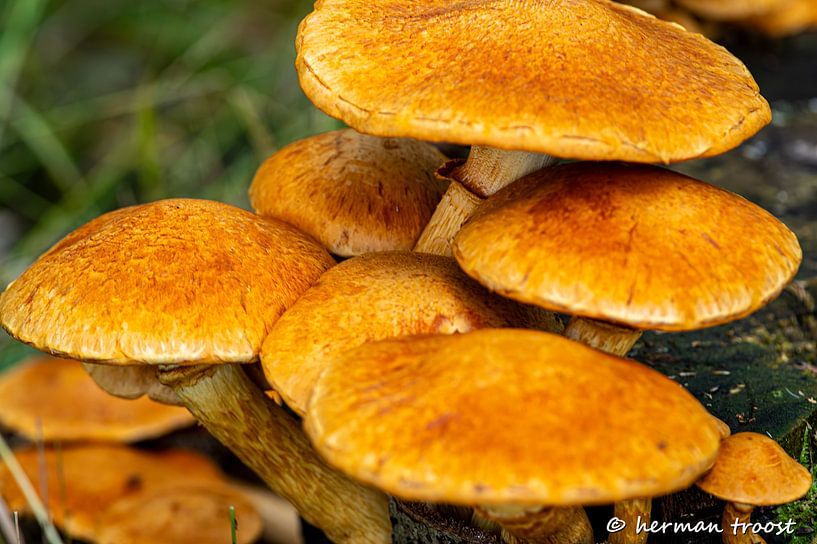 Flame hat by Herman Troost fotowerk