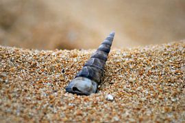 Muschel im tropischen Sand von Jeroen van Deel