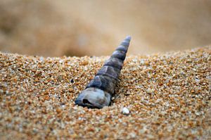 Muschel im tropischen Sand von Jeroen van Deel