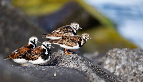 Groupe de chats des bois