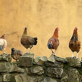 6 chickens in a row by Cocky Anderson