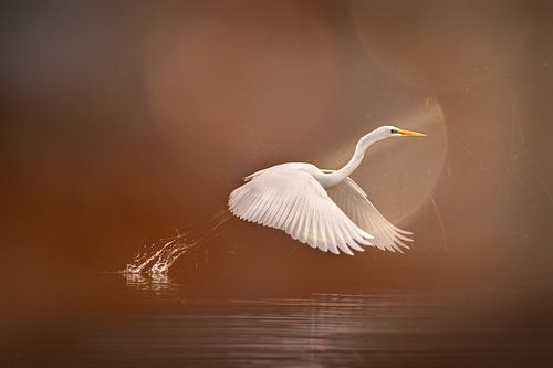 Zilverreiger gold look