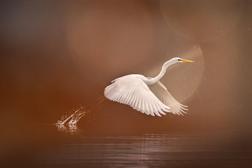 Zilverreiger gold look van natascha verbij