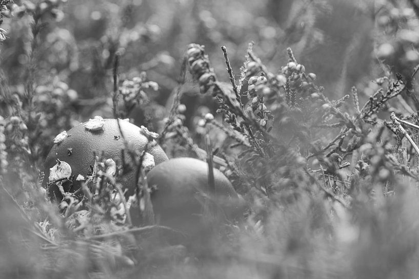 Fly agaric among heather by Martin Köbsch