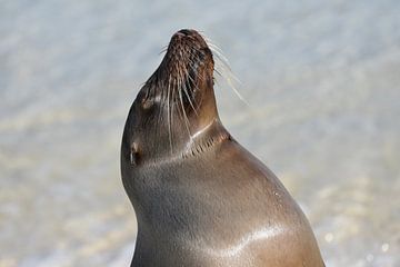 Galápagoszeeleeuw