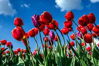 field with red tulips
