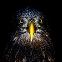 Seeadler
