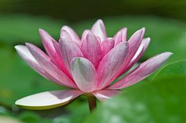 Lelie by Elise Daanen