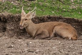 Wildschwein oder Schweinehirsch : Königlicher Burgers Zoo
