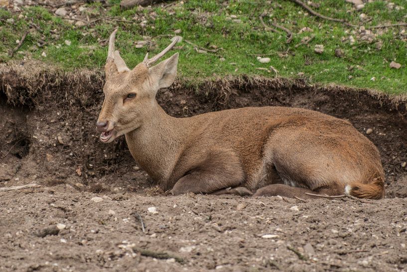 cerf de sanglier ou de porc : Royal Burgers' Zoo par Loek Lobel