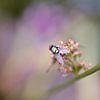 Feminine fly van Pink Rose Pictures