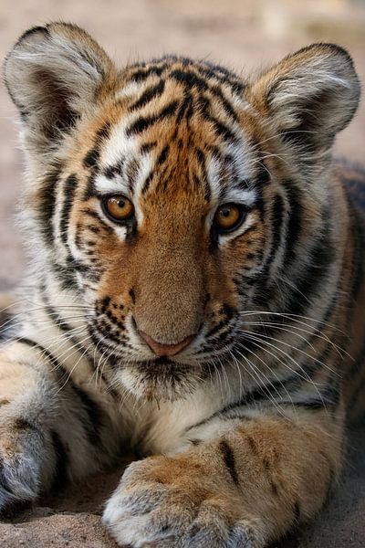 Porträt eines Tigerjungen von RT Photography