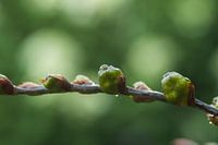Vruchten van de Crocusmia