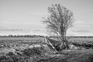 Tree sur Wessel Krul