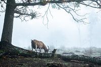 Morning on the heath