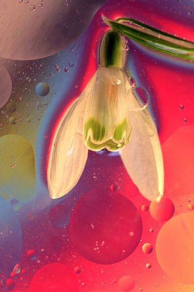 Relax Flower by Marcel van Rijn