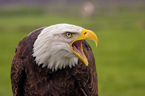 Amerikaanse zeearend ( (haliaeetus leucocephalus) schreeuw