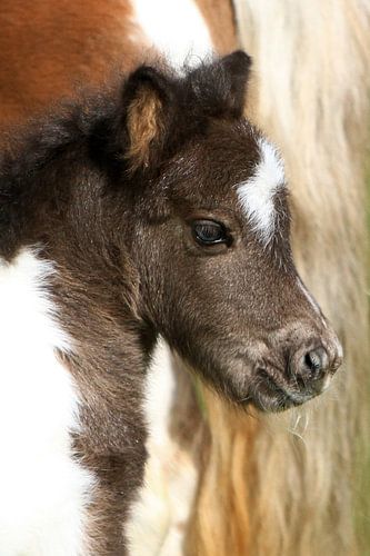 Shetlandpony aan de muur