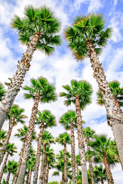 Groep hoge rechte palmbomen met blauwe lucht en wolken van Ben Schonewille