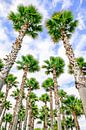 Groep hoge rechte palmbomen met blauwe lucht en wolken van Ben Schonewille thumbnail