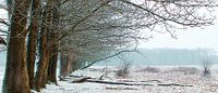 The Winter Trees von Elly Besselink Miniaturansicht