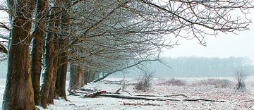 The Winter Trees van Elly Besselink