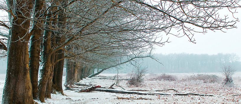The Winter Trees von Elly Besselink
