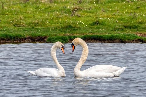 Ben jij mij ook trouw?