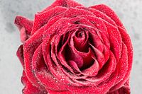 Fresh rose covered with water drops
