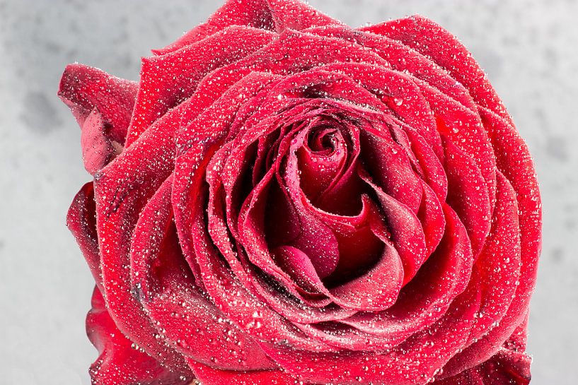 Frisse roos bedekt met waterdruppels van Devin Meijer