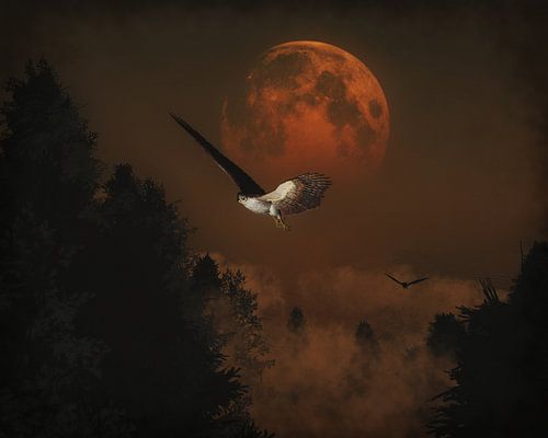 Valken jagen in de avond