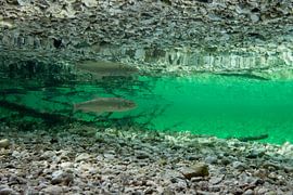 Chub in mirror image by Arthur de Bruin