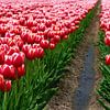 Tulips from Holland (Rode Tulpen) van Caroline Lichthart