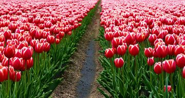 Tulips from Holland (Rode Tulpen) van Caroline Lichthart