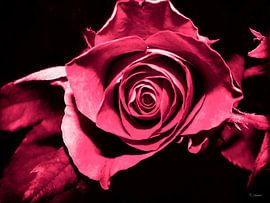 Rose sur Yvon van der Wijk