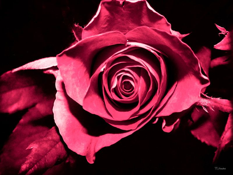 Rose by Yvon van der Wijk