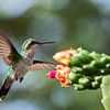 female blue-tailed emerald hummingbird by gea strucks