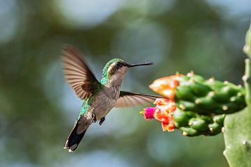 female blue-tailed emerald hummingbird