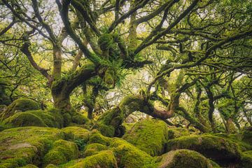 Der Wald des Weisen Mannes von Loris Photography