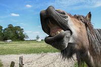 Laughing horse